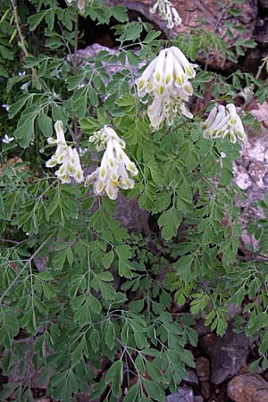 Corydalis alba \ Blagelber Lerchensporn, Kroatien Velebit 3.6.2008