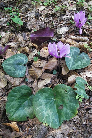 Cyclamen purpurascens / Cyclamen, Croatia Medvednica 1.7.2010