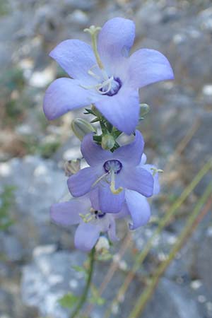 Campanula pyramidalis \ Adriatische Glockenblume, Pyramiden-Glockenblume / Chimney Bellflower, Kroatien/Croatia Istrien/Istria, Pazin 13.8.2016