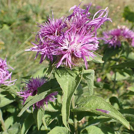 Centaurea nervosa \ Federige Flockenblume / Ornamental Knapweed, Kroatien/Croatia Risnjak 14.8.2016