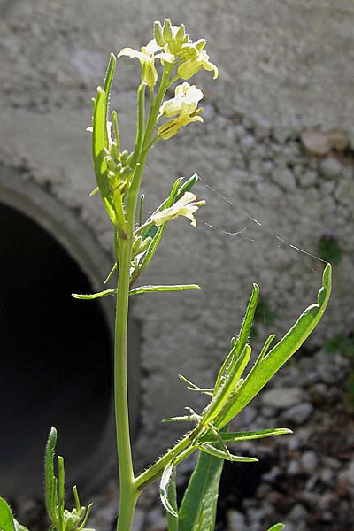 Sisymbrium orientale \ Orientalische Rauke / Eastern Rocket, Kroatien/Croatia Gruda 3.4.2006