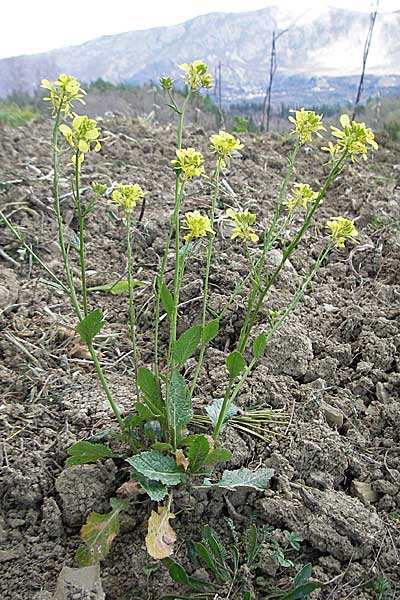 Sinapis arvensis \ Acker-Senf / Field Mustard, Charlock, Kroatien/Croatia Gruda 3.4.2006