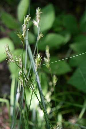 Carex remota \ Winkel-Segge, Kroatien Plitvička 1.6.2008