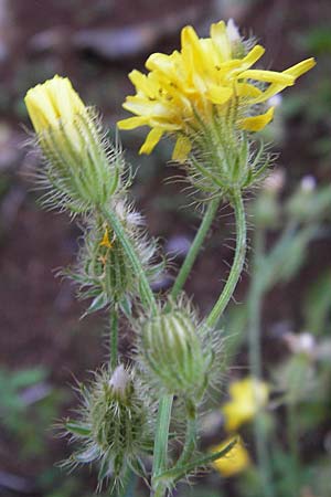 Crepis setosa \ Borstiger Pippau / Bristly Hawk's-Beard, Kroatien/Croatia Velebit 18.8.2016