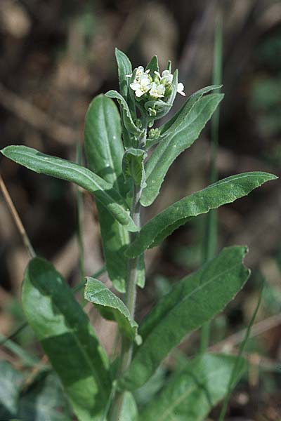 Arabis turrita \ Turm-Gnsekresse / Tower Cress, Kroatien/Croatia Pelješac, Pijavicino 4.4.2006