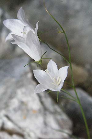 Campanula scheuchzeri \ Scheuchzers Glockenblume / Scheuchzer's Bellflower, Kroatien/Croatia Plitvička 19.7.2007