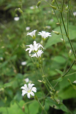 Cerastium sylvaticum \ Wald-Hornkraut, Kroatien Medvednica 18.7.2010