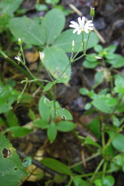 Cerastium subtriflorum \ Isonzo-Hornkraut, Armbltiges Hornkraut / Slovenian Mouse-Ear, Kroatien/Croatia Medvednica 1.8.2011