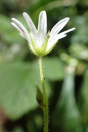 Cerastium sylvaticum \ Wald-Hornkraut / Wood Mouse-Ear, Kroatien/Croatia Učka 12.8.2016