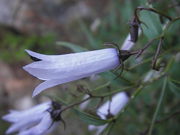 Campanula tommasiniana / Tommasini's Bellflower, Croatia Učka 17.7.2010