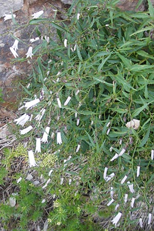 Campanula tommasiniana \ Tommasini-Glockenblume / Tommasini's Bellflower, Kroatien/Croatia Učka 17.7.2010