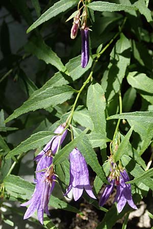 Campanula tommasiniana / Tommasini's Bellflower, Croatia Učka 12.8.2016