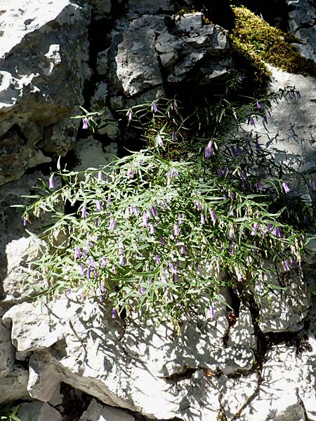 Campanula tommasiniana \ Tommasini-Glockenblume, Kroatien Učka 12.8.2016