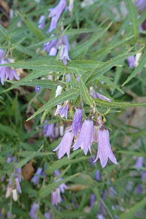 Campanula tommasiniana \ Tommasini-Glockenblume / Tommasini's Bellflower, Kroatien/Croatia Učka 12.8.2016