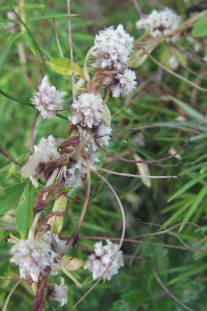 Cuscuta epithymum \ Quendel-Seide, Kroatien Plitvička 18.7.2007