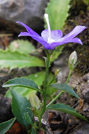 Campanula waldsteiniana / Waldstein's Bellflower, Croatia Velebit Zavizan 19.8.2016