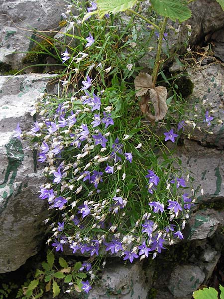 Campanula waldsteiniana \ Waldstein-Glockenblume, Kroatien Velebit Zavizan 19.8.2016