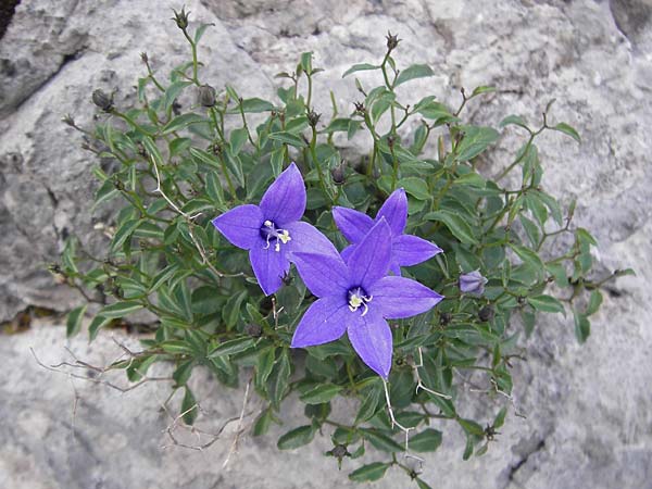 Campanula waldsteiniana \ Waldstein-Glockenblume, Kroatien Velebit 19.8.2016