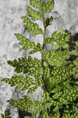 Cystopteris fragilis \ Zerbrechlicher Blasenfarn / Brittle Bladder Fern, Kroatien/Croatia Velebit 30.6.2010