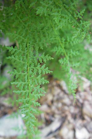 Cystopteris fragilis \ Zerbrechlicher Blasenfarn / Brittle Bladder Fern, Kroatien/Croatia Velebit 30.6.2010