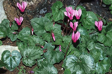 Cyclamen repandum \ Geschweiftblttriges Alpenveilchen, Kroatien Korčula, Zavalatica 5.4.2006