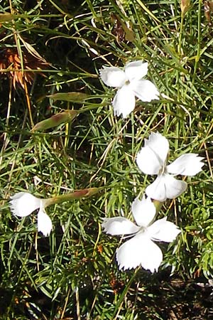 Dianthus petraeus / White Fringed Pink, Croatia Velebit Zavizan 19.8.2016