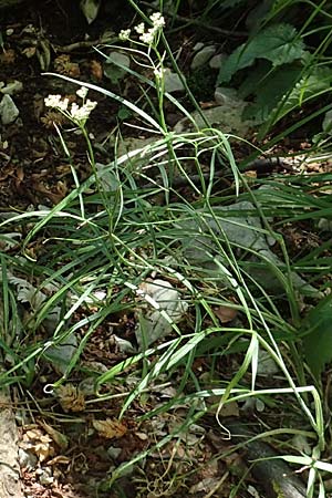 Seseli kochii \ Kochs Bergfenchel, Gouans Bergfenchel / Koch's Seseli, Gouan's Seseli, Kroatien/Croatia Učka 12.8.2016