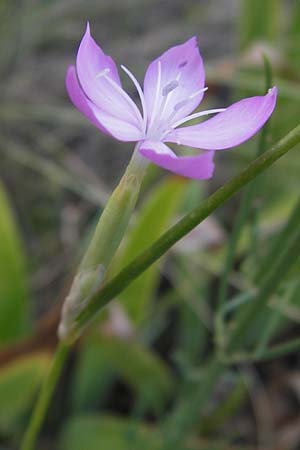 Dianthus ciliatus \ Gewimperte Nelke, Kroatien Senj 18.8.2016