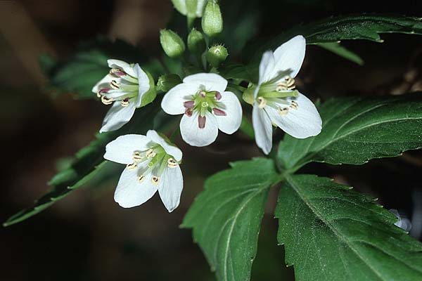 Cardamine waldsteinii \ Illyrische Zahnwurz, Save-Zahnwurz / Waldstein's Bitter-Cress, Kroatien/Croatia Donji 9.4.2006