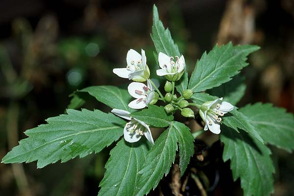 Cardamine waldsteinii \ Illyrische Zahnwurz, Save-Zahnwurz / Waldstein's Bitter-Cress, Kroatien/Croatia Donji 9.4.2006