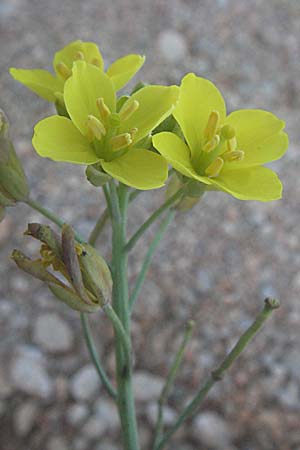 Diplotaxis tenuifolia \ Schmalblttriger Doppelsame, Ruccola / Perennial Wall Rocket, Kroatien/Croatia Senj 16.7.2007