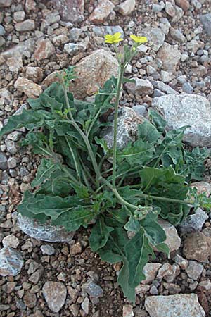 Diplotaxis tenuifolia \ Schmalblttriger Doppelsame, Ruccola / Perennial Wall Rocket, Kroatien/Croatia Senj 16.7.2007