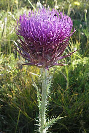 Carduus acicularis ? \ Benadelte Distel / Needle Thistle, Kroatien/Croatia Velebit 16.7.2007