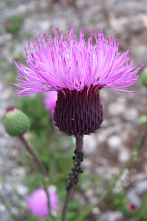 Carduus collinus \ Hgel-Distel / Hill Thistle, Kroatien/Croatia Velebit 3.6.2008