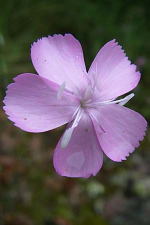 Dianthus sylvestris \ Stein-Nelke / Wood Pink, Kroatien/Croatia Istrien/Istria, Bale 4.6.2008