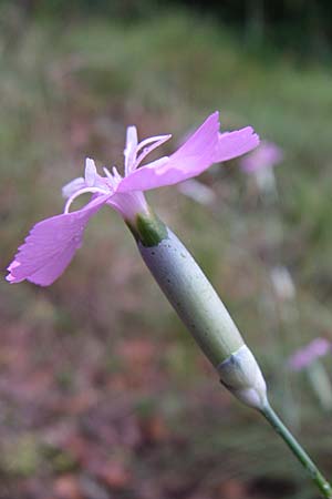 Dianthus sylvestris \ Stein-Nelke, Kroatien Istrien, Bale 4.6.2008