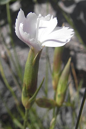 Dianthus petraeus \ Balkan-Nelke, Gerll-Nelke, Kroatien Velebit Zavizan 30.6.2010