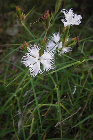 Dianthus monspessulanus \ Montpellier-Nelke / White Cluster, Kroatien/Croatia Velebit 18.8.2016