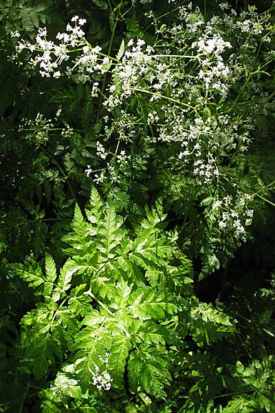 Anthriscus nitida \ Glanz-Kerbel / Glossy-Leaved Parsley, Kroatien/Croatia Medvednica 5.6.2006