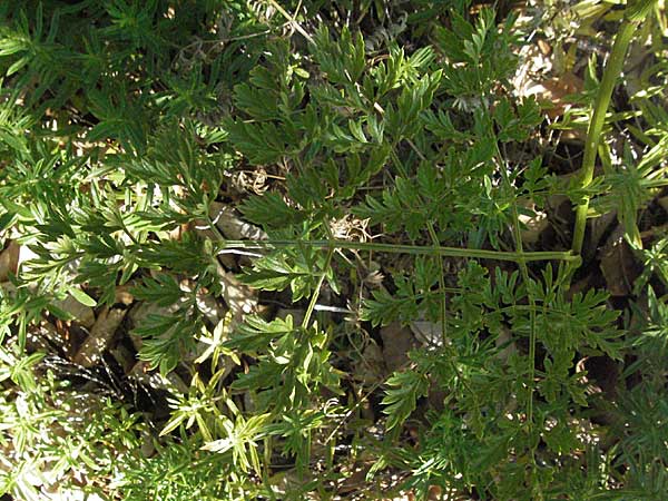 Apiaceae spec1 ? \ Doldenbltler / Umbellifer, Kroatien/Croatia Velebit 16.7.2007