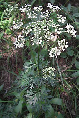 Peucedanum austriacum \ sterreicher Haarstrang, Kroatien Velebit Zavizan 17.7.2007