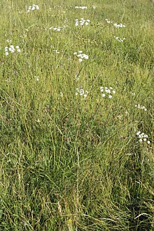 Laserpitium peucedanoides \ Haarstrang-Laserkraut, Kroatien Gospic 17.7.2007