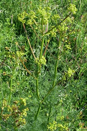 Ferulago campestris / Field Fennel, Croatia Udbina 2.6.2008