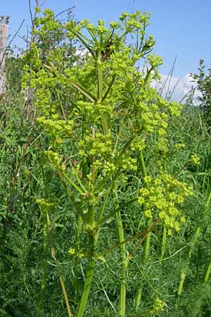 Ferulago campestris / Field Fennel, Croatia Udbina 2.6.2008