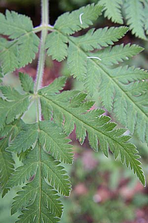 Myrrhis odorata / Sweet Cicely, Croatia Velebit 4.6.2008