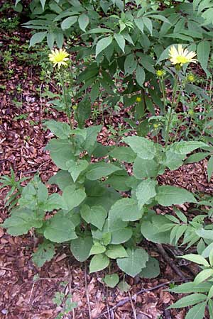 Doronicum austriacum \ sterreicher Gmswurz, Kroatien Velebit 4.6.2008