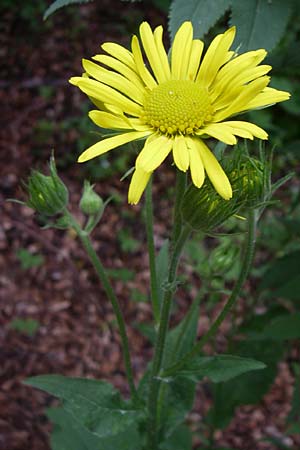 Doronicum austriacum \ sterreicher Gmswurz, Kroatien Velebit 4.6.2008