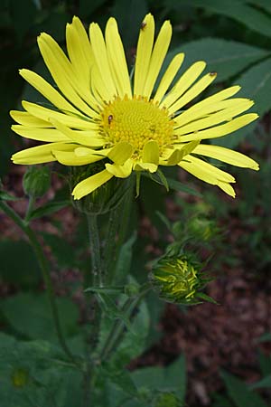 Doronicum austriacum \ sterreicher Gmswurz / Austrian Leopard's-Bane, Kroatien/Croatia Velebit 4.6.2008