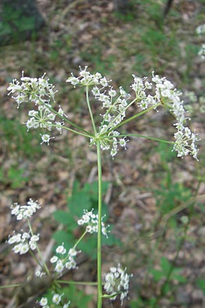 Physospermum verticillatum \ Wirteliger Blasensame / Whorled Bladderseed, Kroatien/Croatia Učka 28.6.2010