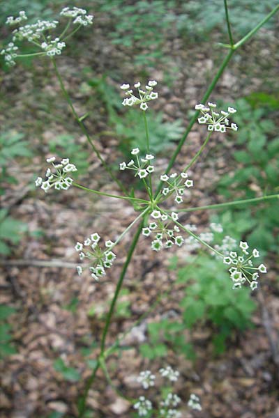 Physospermum verticillatum \ Wirteliger Blasensame, Kroatien Učka 28.6.2010